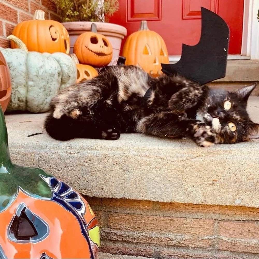 Black Bat Wings Cat Costume